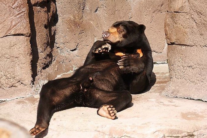 Малайский медведь выглядит так, будто накануне хорошо оторвался