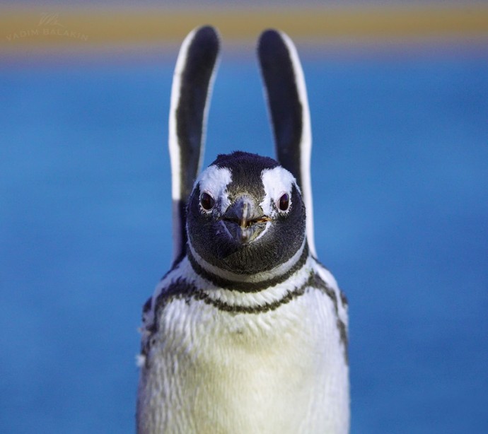 Пингвины акробаты