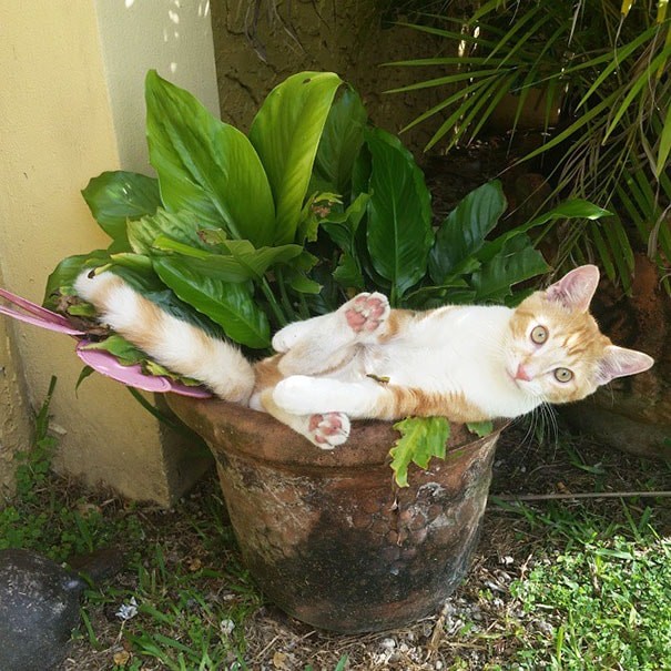 Коты — цветы жизни