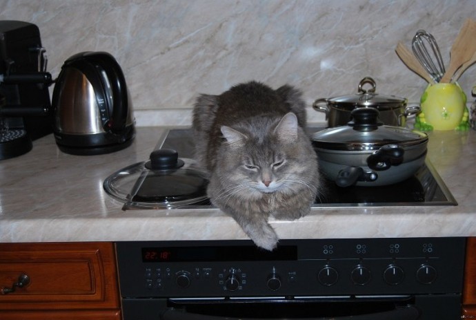 Коты ждут когда ты встанешь и их накормишь