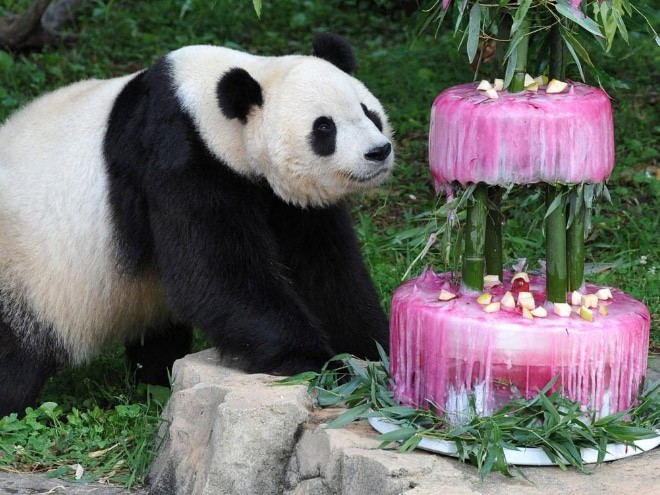 Панды очень любят отмечать свой день рождения