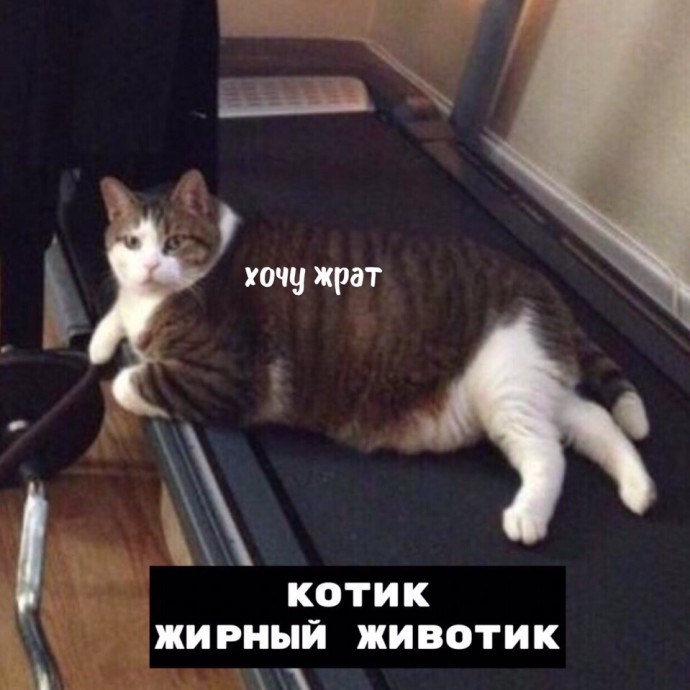 Порция тотемных котов