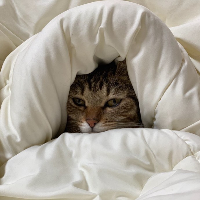 Встаешь в 5 утра — буди кота
