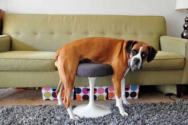 Забавные животные, которые очень хотят научиться пользоваться мебелью.