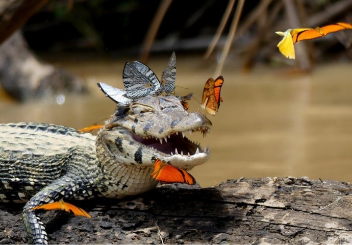 Когда ты крокодил, но все равно хочешь быть милашкой