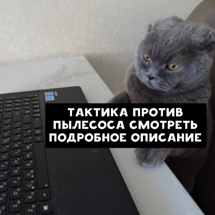 О чем гуглят коты