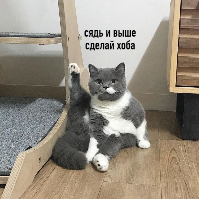 Полезные советы от кота