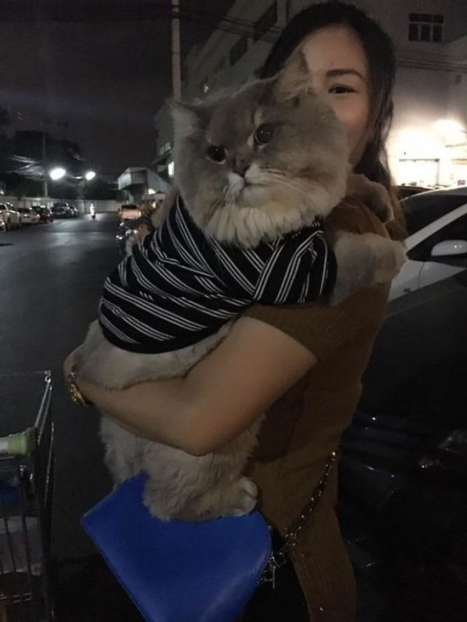 Это Бон-Бон, самый толстый и пушистый кот из Таиланда