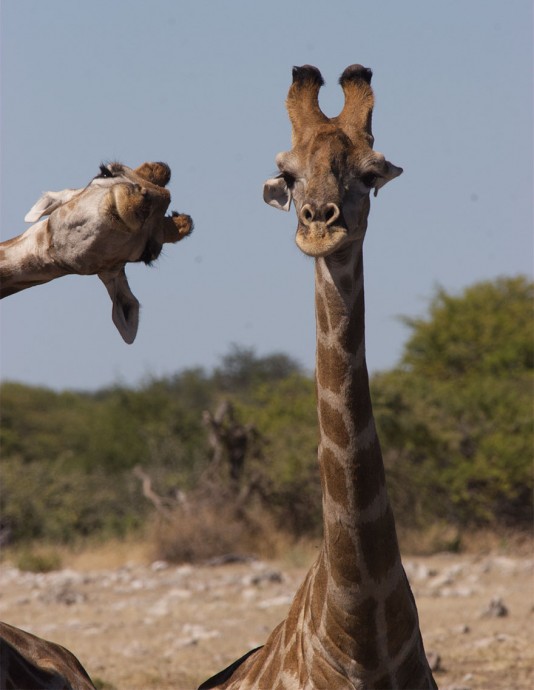 Фотографии финалистов конкурса "Comedy Wildlife Photography Awards" всегда поднимут твоё настроение