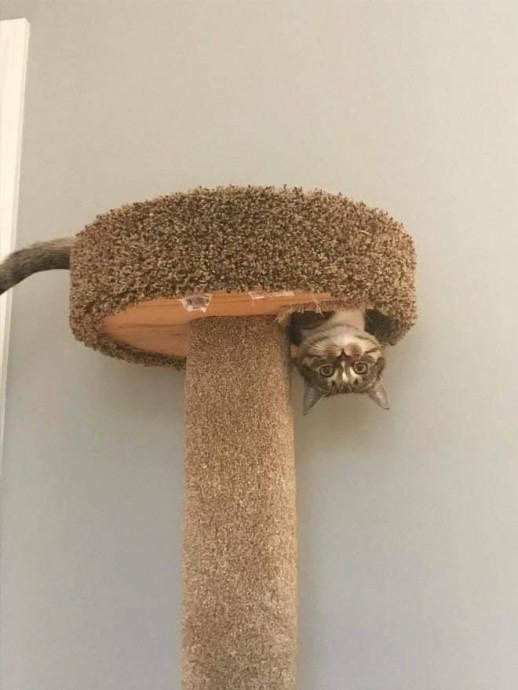 Кошки, которые не соблюдают закон гравитации...