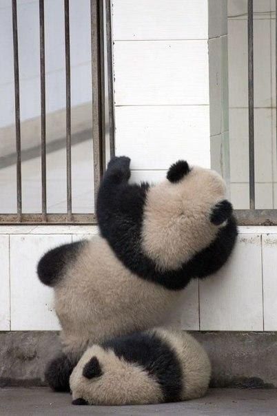 Операция панд по побегу из зоопарка дала сбой