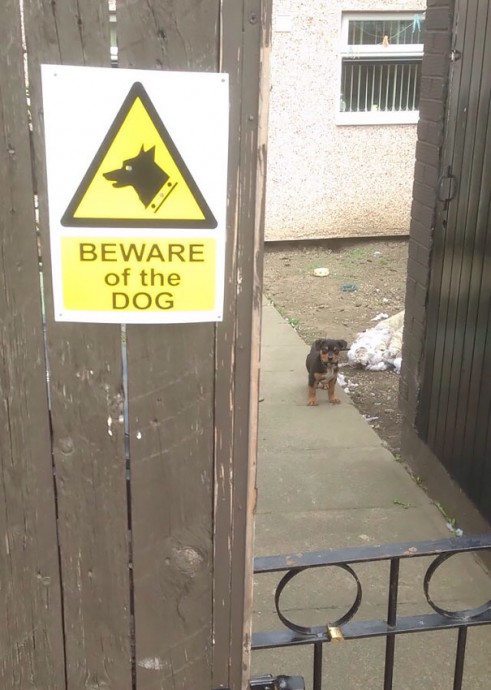 «Осторожно! Злая собака»