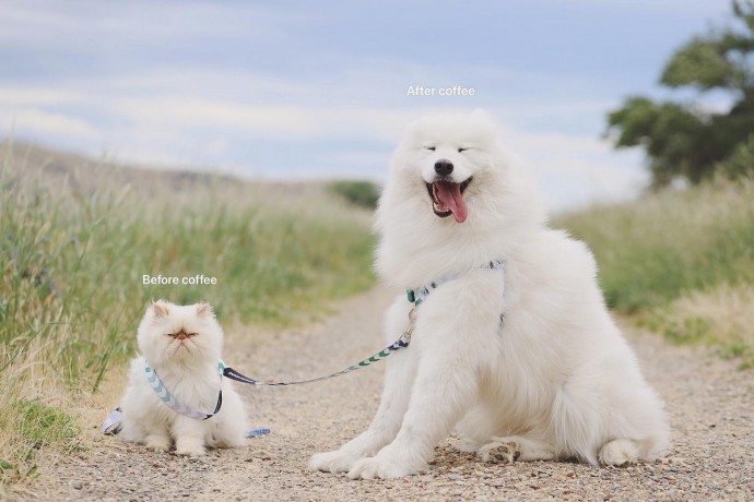 Улыбчивый пес и хмурый кот
