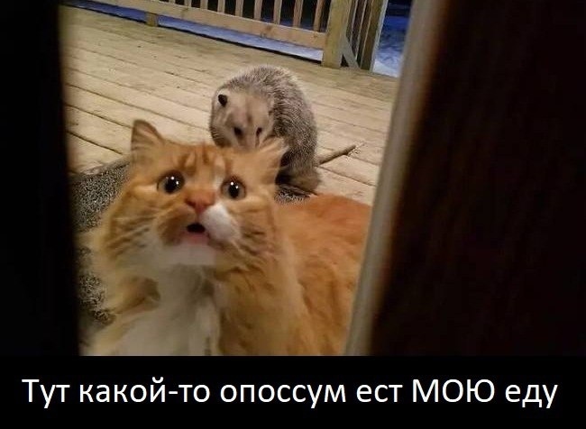 Опoссум и домашний кот