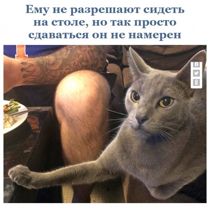 С котами скучно не бывает!