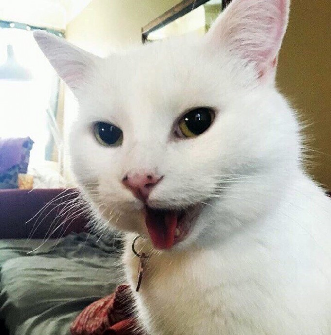 Знаменитый котейка с мемов по имени Пятнышко.