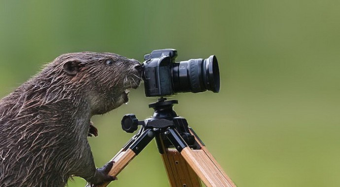 Звери, которые мечтают стать фотографами