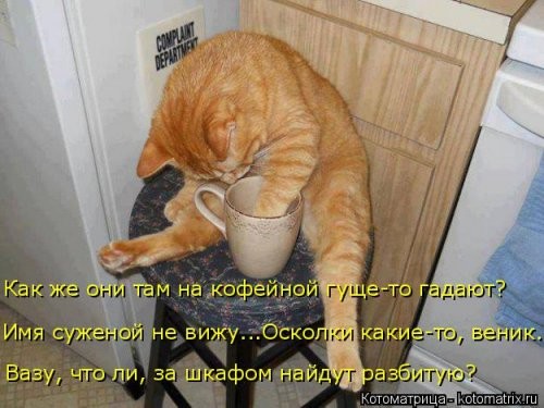 Наши смешные котейки