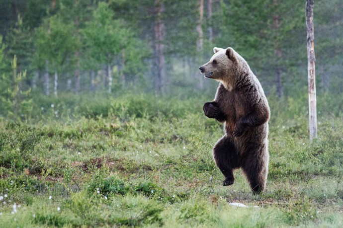 Шедевры фотоохоты