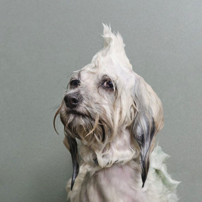 Смешные фотографии мокрых собак