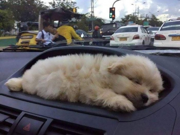 Собаки в автомобилях