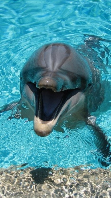 Такие улыбчивые дельфины.