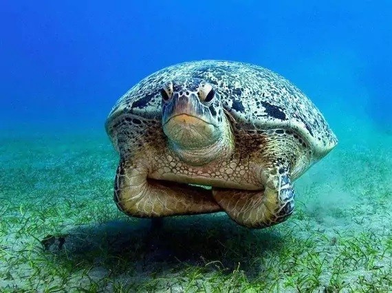Забавные фотографии черепах, поднимающие настроение
