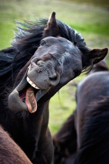 Comedy Pet Photography Awards