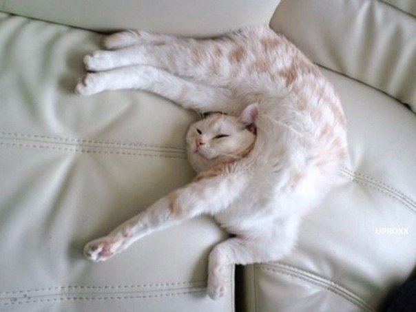 Коты - настоящие мастера сон-фу