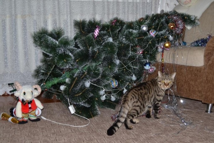Любая кошка за свою жизнь должна сделать три вещи: перегрызть провод, пометить тапки и свалить елку.