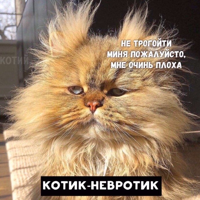 А какой ты котик?