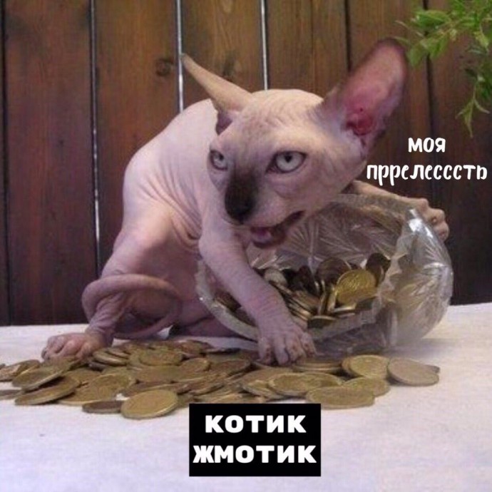 Порция тотемных котов. Выбери своего.