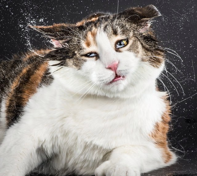 Портреты отряхивающихся кошек