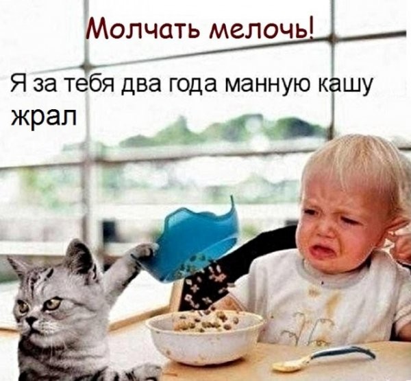 Картинки с надписями с котами и про котов