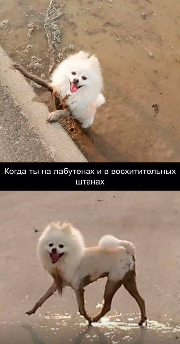 Мохнатые чудики