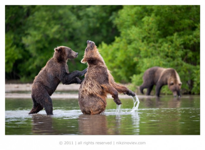 Приколы с медведями