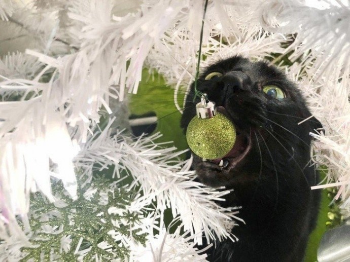 Котя крушить, котя ломать!