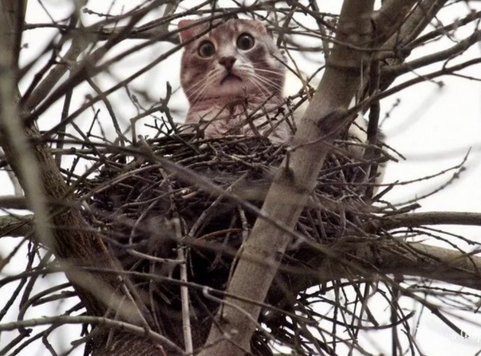 Коты прилетели