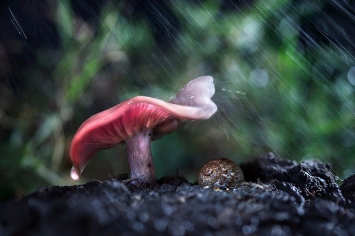 Животные имеют свои способы, как спрятаться от дождя…