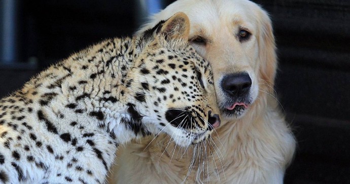 Дружба собак и больших кошек