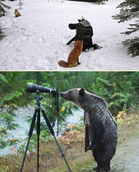 Фотографы зверей - "издержки" профессии