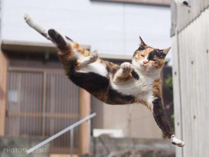 Котониндзя