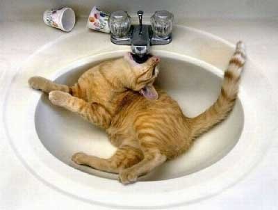 Наливаю коту чистую воду в мисочку. Мой кот: