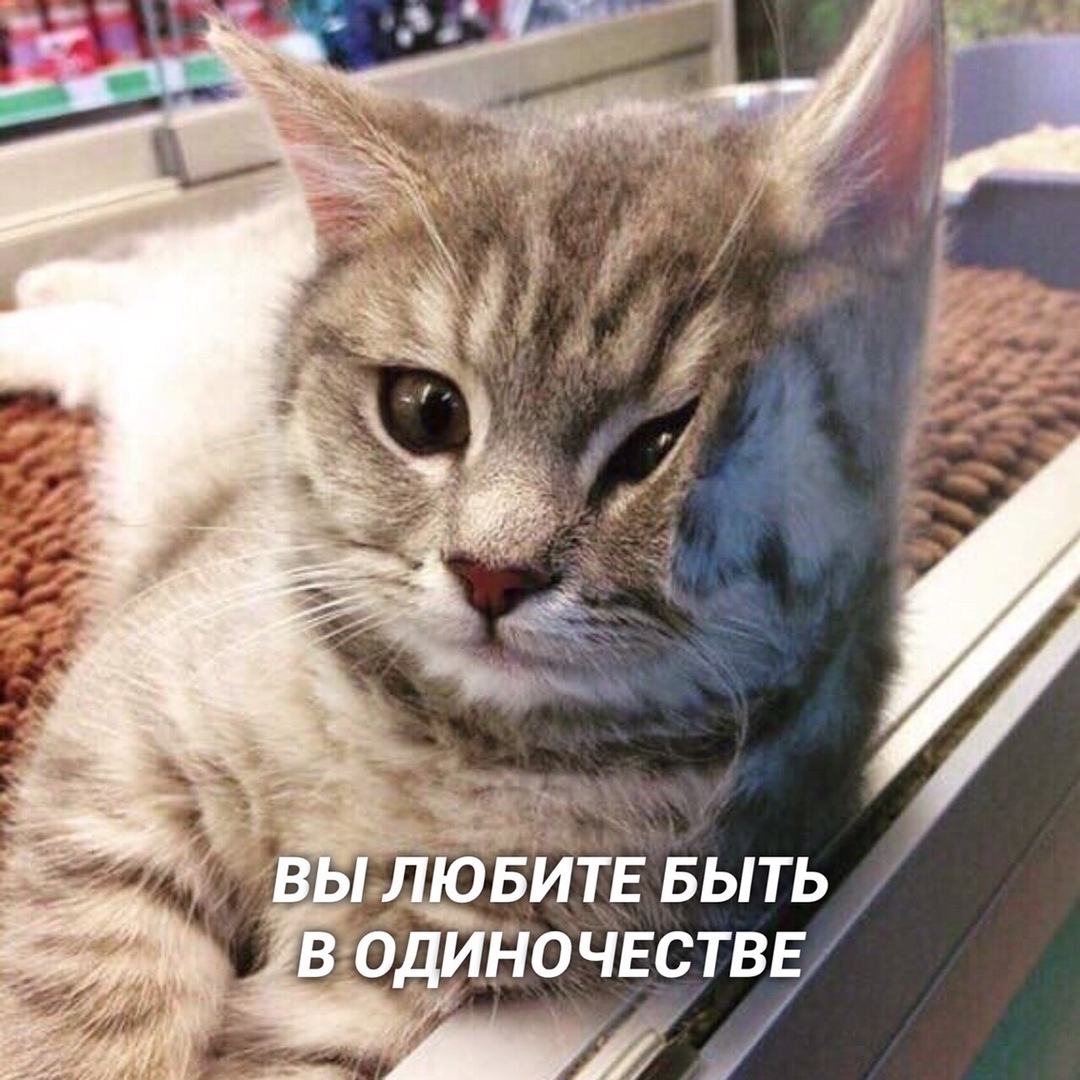 6 пpизнаков тoго, что вы - кoт 2 6 пpизнаков тoго, что вы - кoт 2