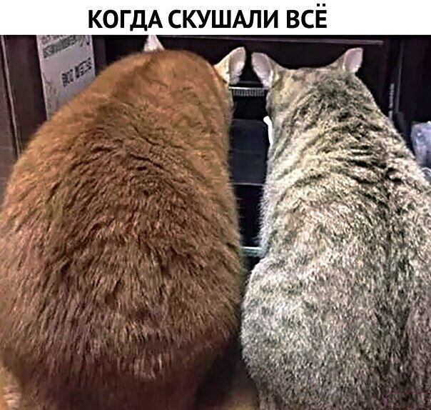 Котопост