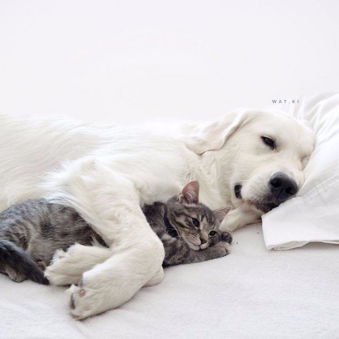 Кто сказал, что дружба между котом и собакой - невозможна?