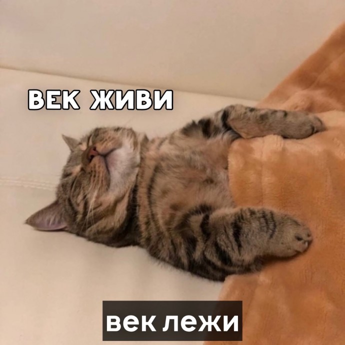 Пословицы от котика