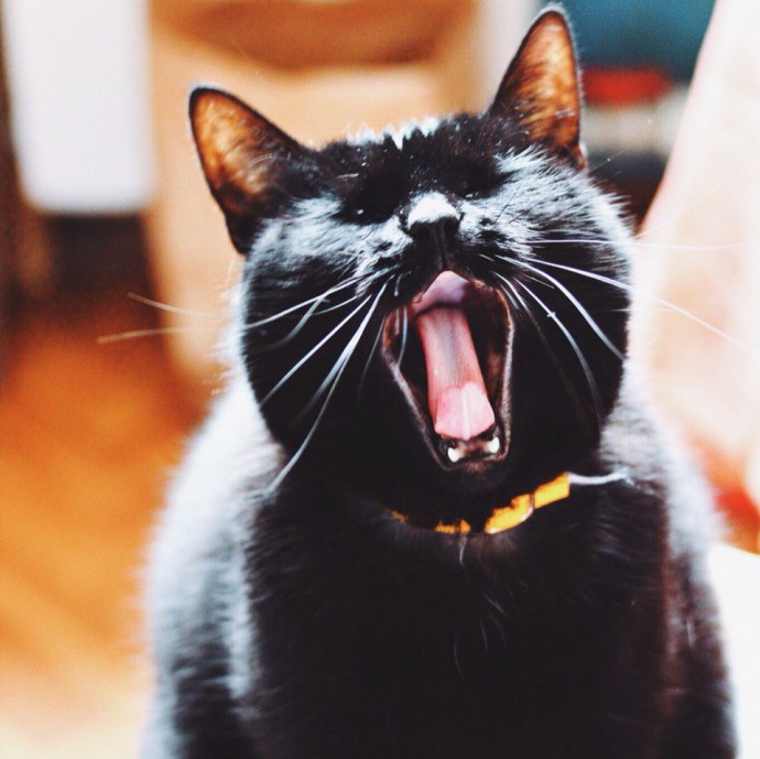 Весь процесс зевания кошки