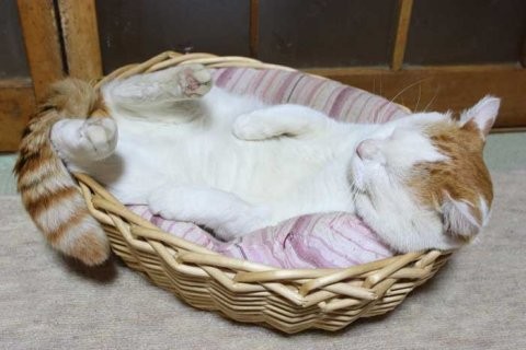 Кот который постиг нирвану