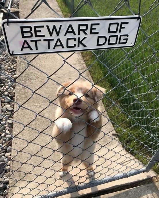 «Осторожно, во дворе злая собака!»